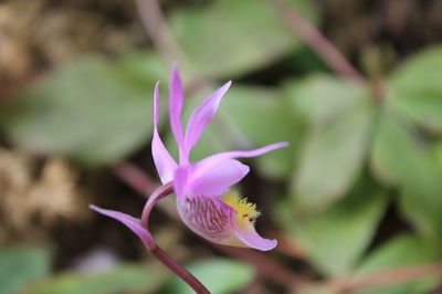 Close-up of purple flower blooming outdoors