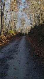 Road passing through forest