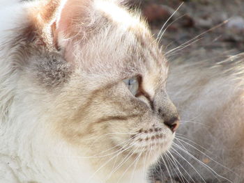 Close-up of cat looking away