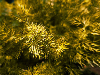 Close-up of plant