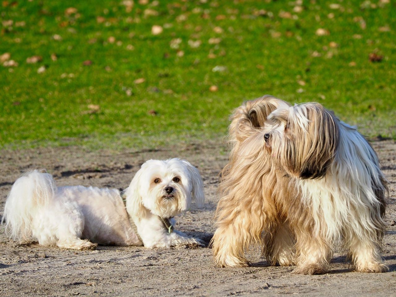 canine, dog, mammal, pets, animal themes, domestic, domestic animals, animal, one animal, relaxation, vertebrate, day, grass, no people, shih tzu, hair, nature, land, outdoors, small