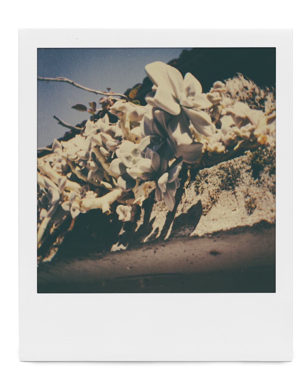 transfer print, plant, flower, flowering plant, beauty in nature, no people, indoors, auto post production filter, freshness, close-up, fragility, nature, vulnerability, white color, petal, growth, still life, table, studio shot