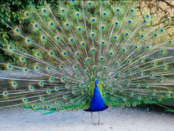 Peacock feathers