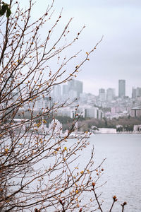 Cherry tree by river against buildings in city