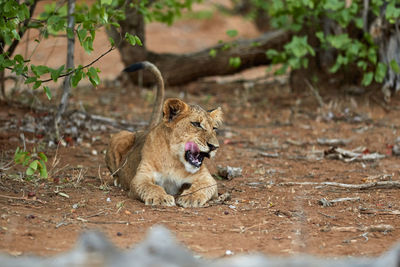 Lion cub licking his lips