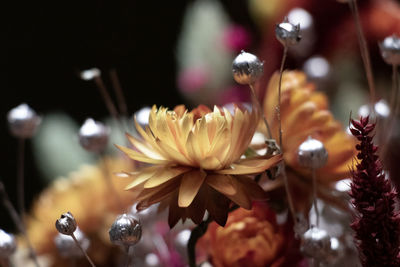 Close-up of flowering plant
