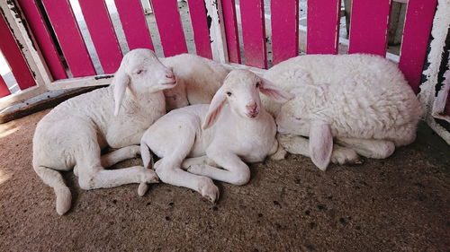 The cute sheep look at the camera.