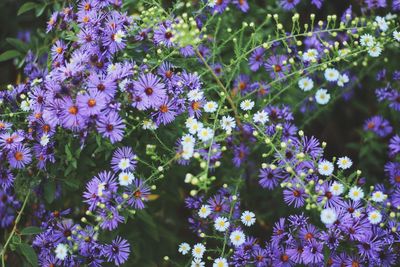 Close-up of purple flowers blooming outdoors