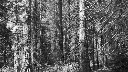 Bare trees in forest