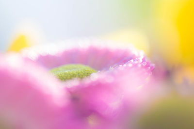 Close-up of pink flowers