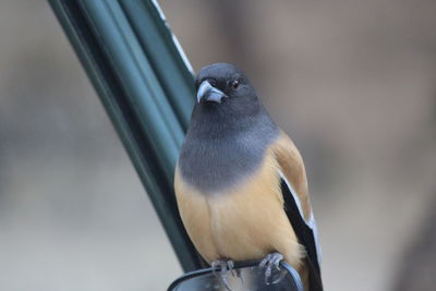 Close-up of bird perching outdoors