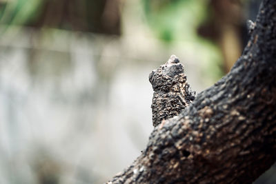 Close-up of lizard on tree trunk