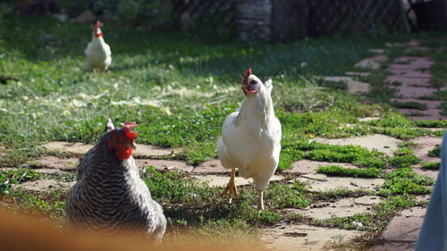 Ducks on field