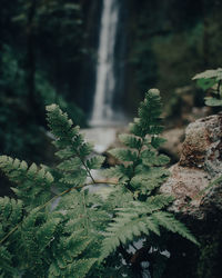 Close-up of fern in forest