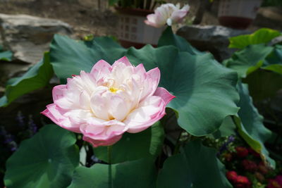 Close-up of pink lotus water lily