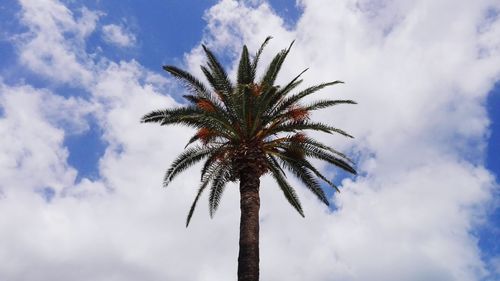 Low angle view of palm tree against sky