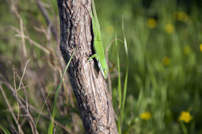 Close-up of insect on tree trunk