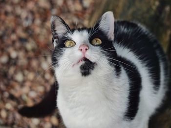 Close-up portrait of a cat