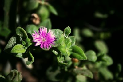 Close-up of flower