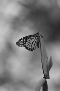 Close-up of butterfly on leaf