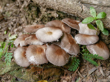 Close-up of mushrooms growing on field