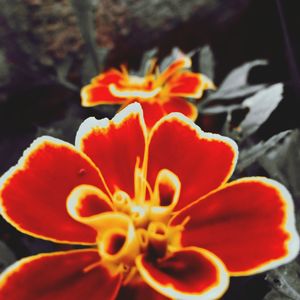 Close-up of red flower