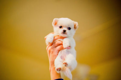 Young man holding small dog