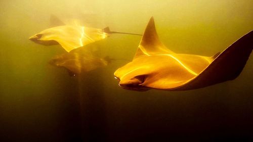 Close-up of fish underwater