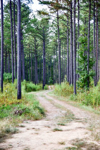 Road amidst trees in forest