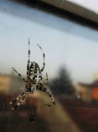 Close-up of spider on web