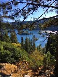 Trees by lake in forest against sky