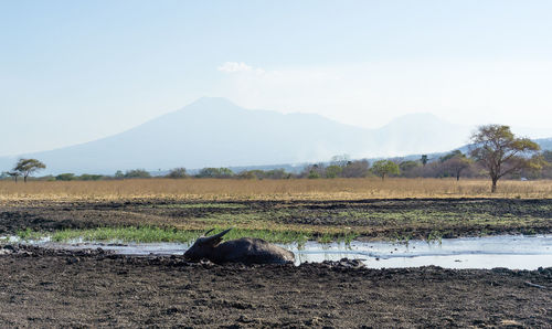 View of a sheep on a field