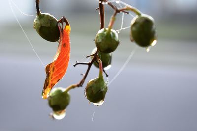 Close-up of fruits growing on plant