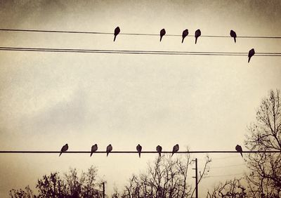 Low angle view of birds perching on cable against sky