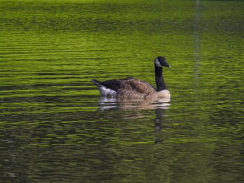 Duck swimming in lake