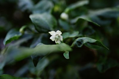 Close-up of white flowering plant