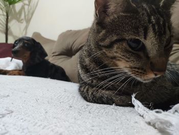 Close-up of a cat resting