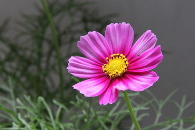 Close-up of pink cosmos flower