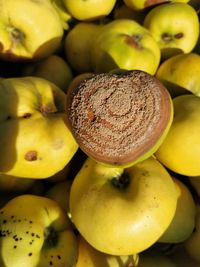 Rotten quince make damage on fruit, monilia laxa infestation