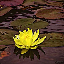 Lotus water lily in pond