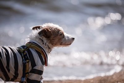 Close-up of dog by sea against sky