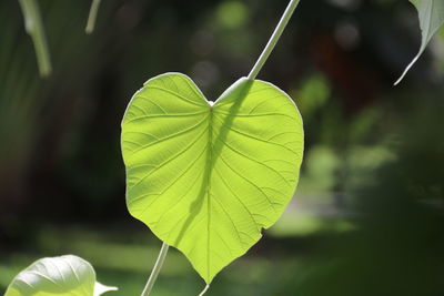 Close-up of leaf