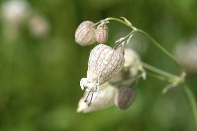 Close-up of flower on plant