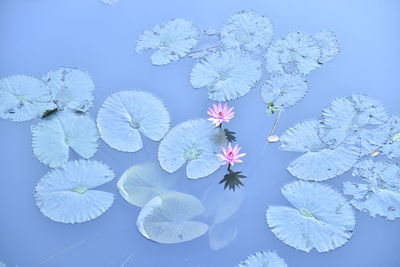 A high view of the pink lotus plant floating on the water in the middle of the pool