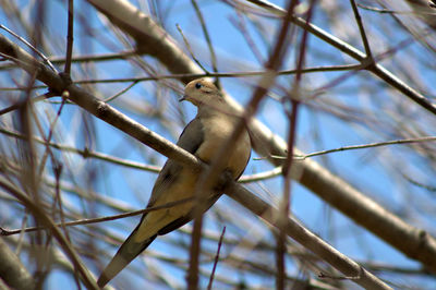 Low angle view of bird perching on tree against blue sky