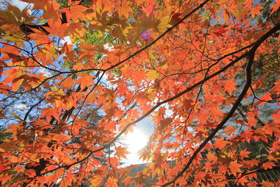 Low angle view of maple tree