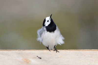 Close-up of bird perching outdoors