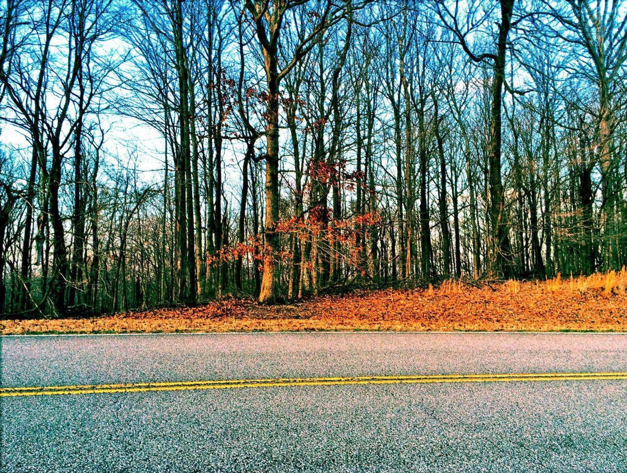 tree, road, the way forward, bare tree, transportation, tranquility, autumn, street, sky, diminishing perspective, nature, tranquil scene, empty road, road marking, no people, outdoors, blue, vanishing point, change, scenics