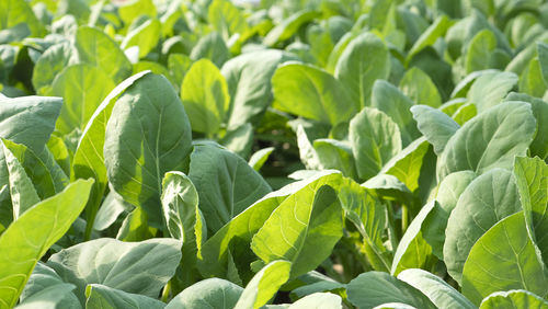 Full frame shot of fresh green leaves