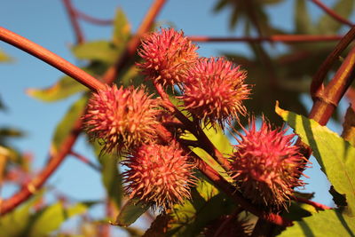 Close-up of pink flowers